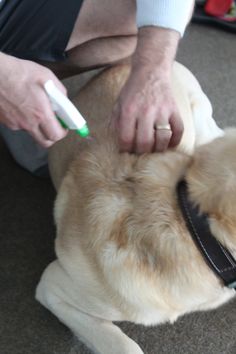 a person brushing their dog's teeth with a toothbrush on the floor next to it