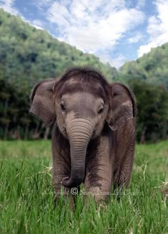 an elephant standing in the grass with mountains in the background