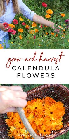 a woman picking flowers from a basket with the words grow and harvest calendula flowers