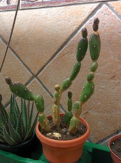 two potted plants sitting on a shelf next to each other in front of a tiled wall