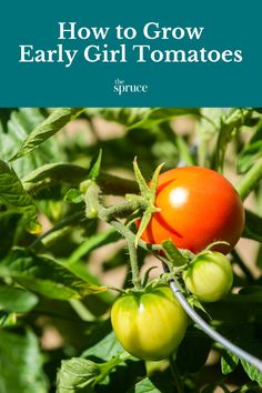 an orange and green tomato plant with the words how to grow early girl tomatoes on it