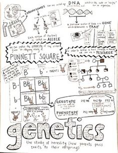 a hand drawn diagram on top of a piece of paper that says genetics