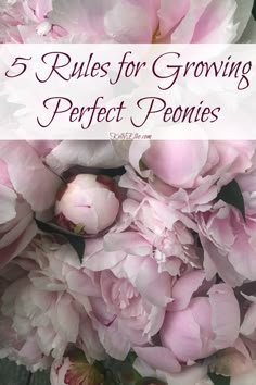 pink peonies with the words 5 rules for growing perfect posies