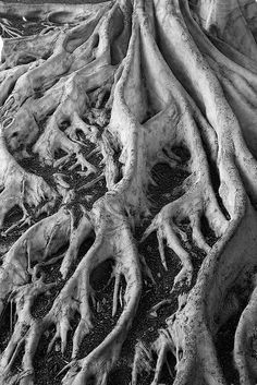 black and white photograph of tree roots in sand