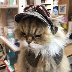 a fluffy cat wearing a hat and tie