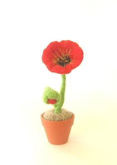 a small red flower sitting on top of a potted plant