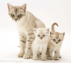 three kittens standing next to each other in front of a white background with blue eyes