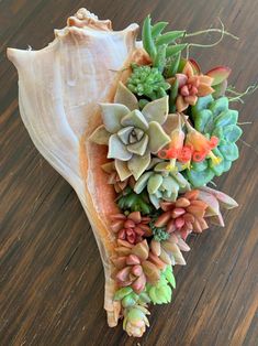 an arrangement of succulents and other plants on a wooden table with wood flooring