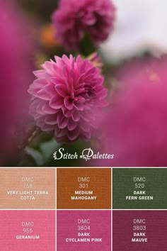 the color scheme for different shades of pink and green