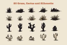 various types of cactus plants and succulents are shown in this graphic style