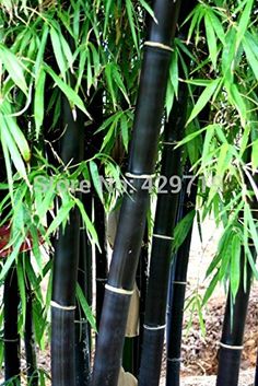 there are many tall bamboo trees with green leaves