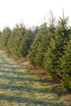 rows of christmas trees lined up in the grass