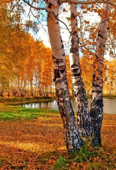 some trees that are in the grass and some leaves on the ground with water behind them