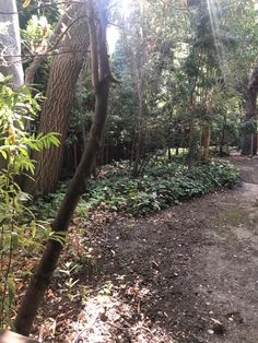 a dirt path in the middle of a forest