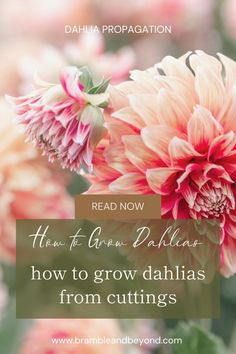 pink flowers with the words how to grow dahlias from cuttings read now and then