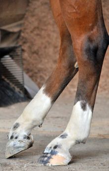 a brown and white horse standing on top of a dirt field next to a person