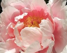 a pink and white flower with yellow stamen