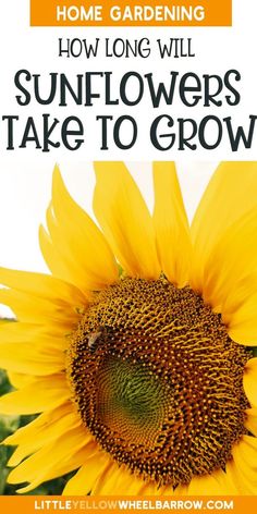 a sunflower with the words how long will sunflowers take to grow?