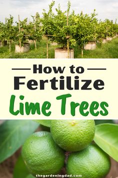 lime trees with the words how to fertilize lime trees on top and below