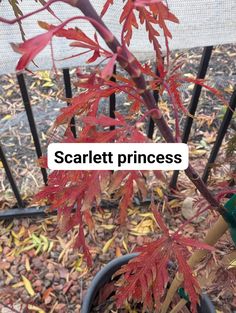 a small tree with red leaves in a pot