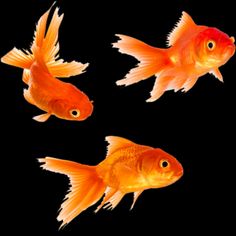 three goldfish swimming in an aquarium against a black background