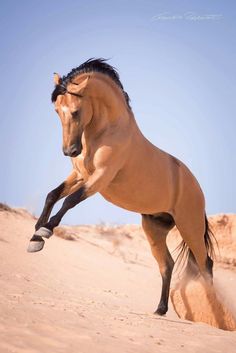 a horse that is standing on its hind legs in the sand with it's front leg up