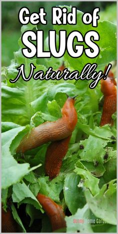 slugs crawling on lettuce with the words get rid of slugs naturally