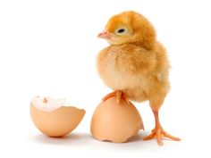 a small chicken standing on top of an egg