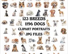 large group of dogs with different breeds and sizes