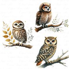 three owls sitting on top of branches with leaves in front of them and one owl perched on the branch