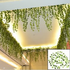 some green plants hanging from the ceiling in an office building with white walls and lights