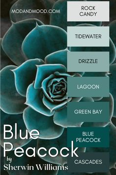 the color scheme for blue peacock by sheryln williams, featuring an image of a succulent plant