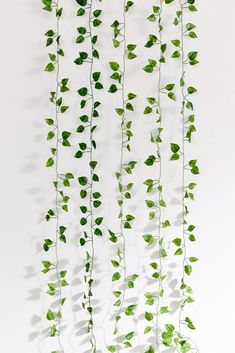 green leaves hanging from the side of a white wall with long, thin vines on it