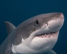 a close up shot of a great white shark with its mouth open and it's teeth showing