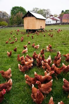 a large group of chickens standing in the grass near a barn and shed on a farm