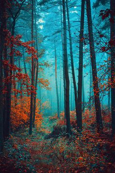 a forest filled with lots of tall trees covered in leaves and red leaves on the ground