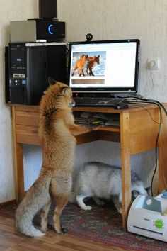 a dog is looking at a computer screen while another dog looks at it on the floor