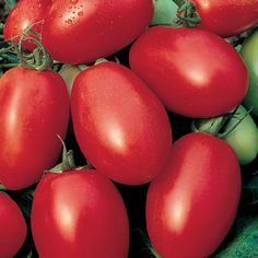 a bunch of red tomatoes sitting on top of green leaves