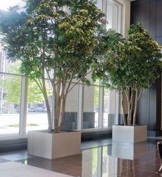 two trees are in white planters on the floor next to a table and chairs