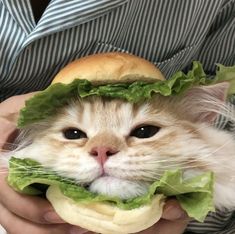 a cat that is wearing a sandwich in its mouth and it's face covered by lettuce