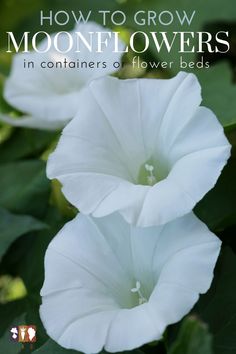 two white flowers with the words how to grow moonflowers in containers or flower beds