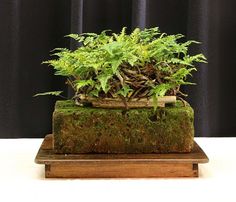 a green plant sitting on top of a wooden block