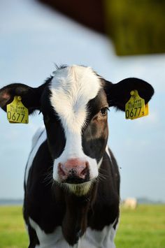 a black and white cow standing on top of a lush green field