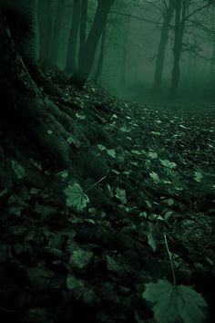 a forest filled with lots of leaf covered ground next to trees and leaves on the ground