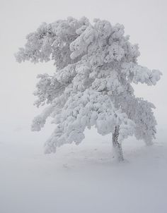 a lone tree in the middle of a snow covered field on a foggy day