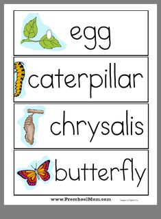 an egg, caterpillar and chryssals butterfly word cards with the words