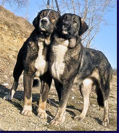 two black and brown dogs standing next to each other on top of a dirt hill