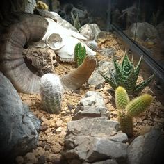 an animal skull and some cactus plants in a glass case with rocks on the ground