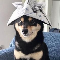 a dog wearing a paper hat on top of its head, sitting on a couch