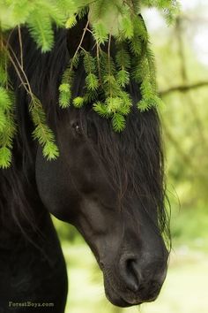 a black horse standing under a tree with green leaves on it's head and nose